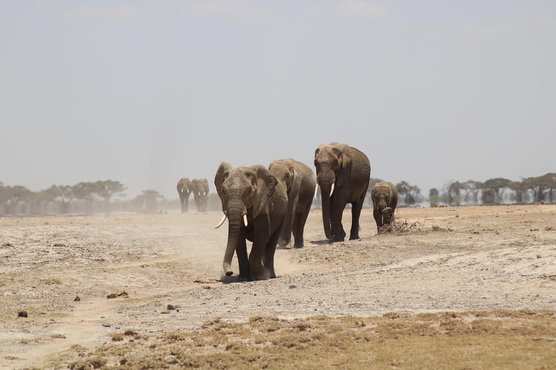 Time Safaris